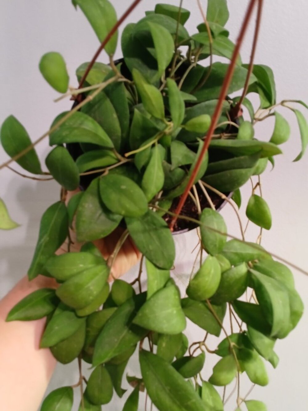 Hoya Erythrostemma